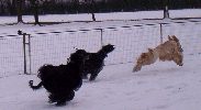 27.2.05 Untersiebenbrunn - trnovali so mnou aj Jennies a Fibi Gandamak