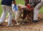 Dakar a ja sperme o koris.