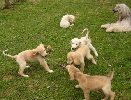 7 weeks old - we are playing